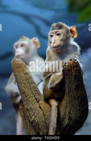 Animals: very thoughtful young monkey sitting on a tree trunk, another one at background, close-up shot Stock Photo