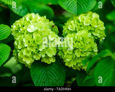 Green hydrangeas bloom early in the hydrangea season. Stock Photo