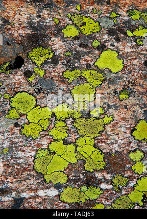 Austria, Vorarlberg, map lichen on rock Stock Photo