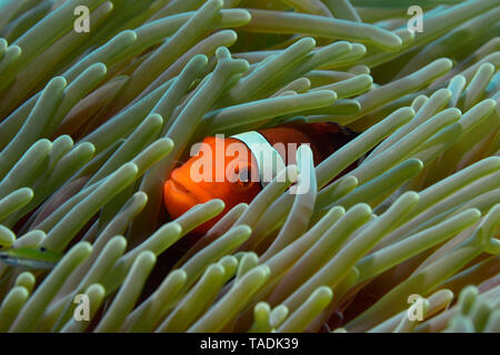 False Percula Clownfish, Amphiprion ocellaris Stock Photo