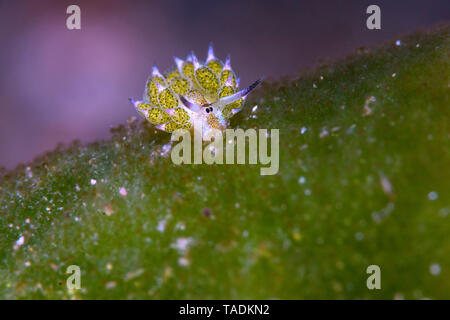 Leaf-sheep slug, Costasiella kuroshimae Stock Photo