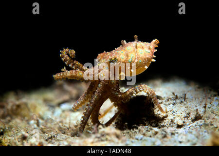 Blue-ringed octopus, Hapalochlaena lunulata Stock Photo