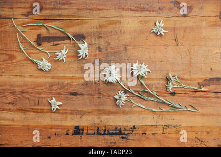 Edelweiss on wood Stock Photo