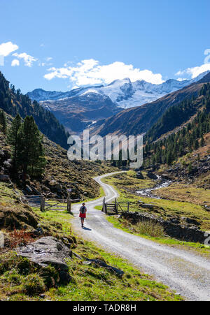 Austria, Salzburg State, High Tauern National Park, Zillertal Alps, woman hiking on trail Stock Photo