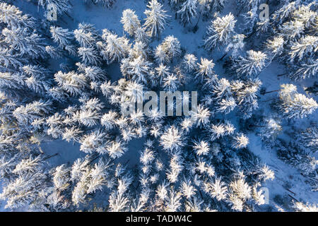 Germany, Bavaria, aerial view over snowy spruce forest Stock Photo