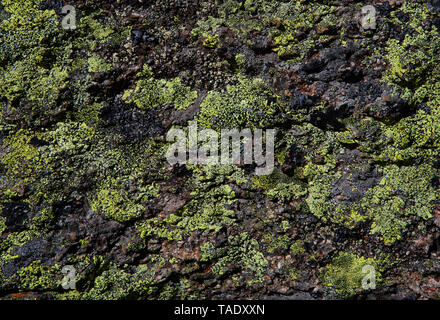 Austria, Vorarlberg, map lichen on rock Stock Photo