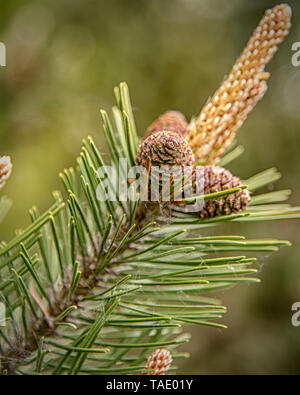 Small conifer tree cones newly sprouted on a branch in the springtime. Stock Photo