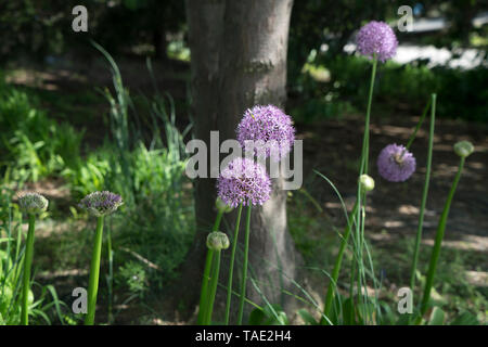 Giant allium blooming in Manhattan's Hudson River Park. Allium giganteum, common name giant onion, is an Asian species of onion. Stock Photo