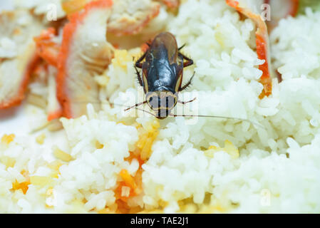 dirty food / cockroach eating rice food  living in the kitchen at house contaminant bacteria food Stock Photo