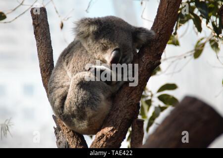 Cute Koala bear is sleeping on a tree in Australia Stock Photo
