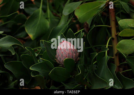 Protea bud in gardens at Spier Estate, Stellenbosch, Cape Winelands, South Africa. Stock Photo