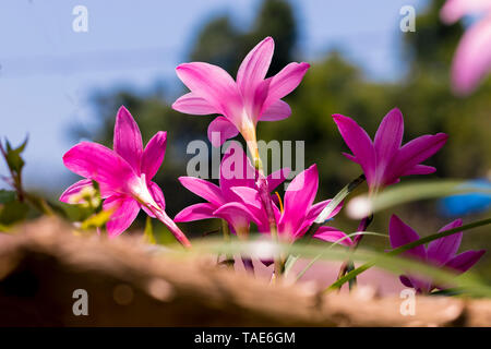 A Bunch Of Wild Purple Lily Flowers Blooming On The Wall and blurry background Stock Photo