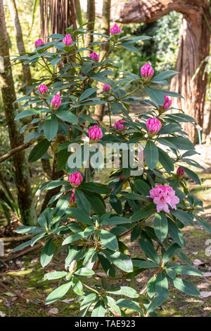 Rhododendron pink pearl, spring, Cotentin, France Stock Photo