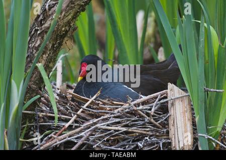Common moorhen (Gallinula chloropus) sits on the nest, Emsland, Lower Saxony, Germany Stock Photo