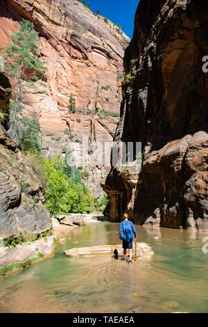 Hiker walks in the water, The Narrows, narrow place of the Virgin River, steep walls of the Zion Canyon, Zion National Park, Utah, USA Stock Photo