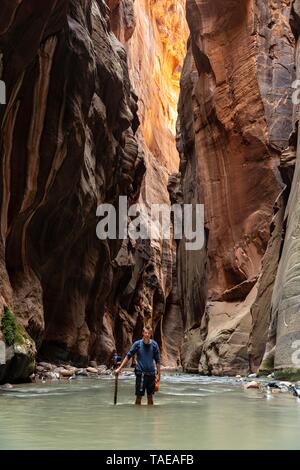 Hiker walks in the water, The Narrows, narrow place of the Virgin River, steep walls of the Zion Canyon, Zion National Park, Utah, USA Stock Photo