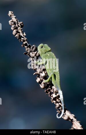 Mediterranean chameleon (Chamaeleo chamaeleon) on dried plant, Andalusia, Spain Stock Photo