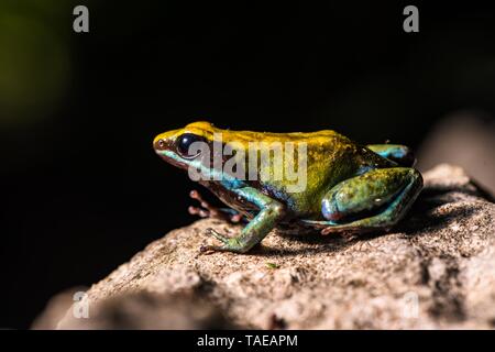 Green Madagascar Cotton Frog (Mantella viridis) sits on stone, Nosy Hara National Park, North Madagascar, Madagascar Stock Photo