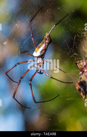 The Red-legged Golden Orb-web Spider (Nephila inaurata madagascariensis), Ankarafantsika National Park, Madagascar Stock Photo