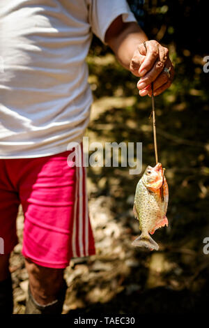 Freshly caught piranha, Peruvian Amazon Basin, Loreto Department, Peru Stock Photo