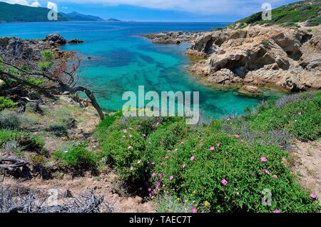 Cretan Rock Rose (Cistus creticus), Anse de Peraiola: desert of Agriates, Corsica Stock Photo