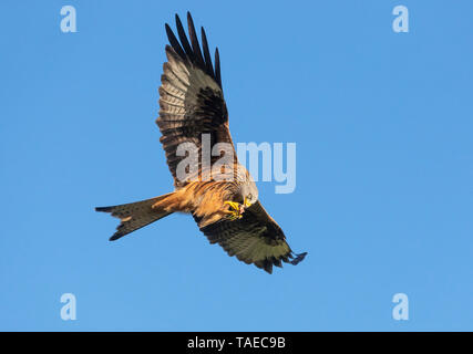 Red kite (Milvus milvus) feeding on the wing, Wales Stock Photo