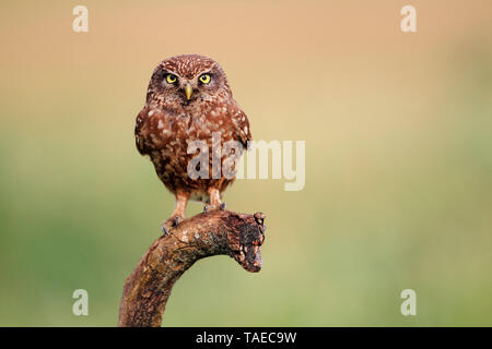 Little Owl (Athene noctua) on a dead branch, France