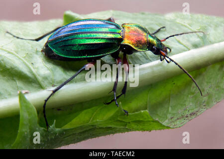 Ground beetle (Chrysocarabus auronitens) on a leaf at the edge of forest in the spring, Vicinity of Cransac, Aveyron, France