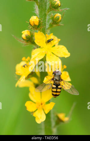 Hoverfly (Eupeodes corollae) on Churchsteeples (Agrimonia eupatoria) flower, plateau of Bouxieres aux Dames, Lorraine, France Stock Photo