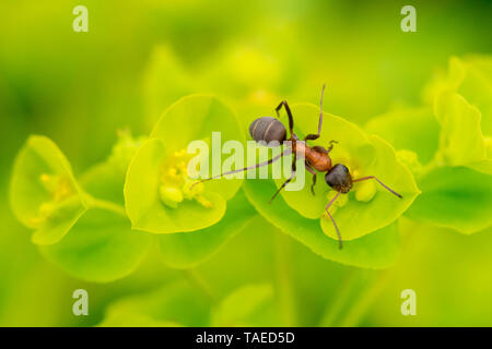European Red Wood Ant (Formica polyctena) on Cypress spurge (Euphorbia cyparissias), France