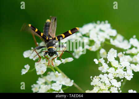 Wasp Beetle (Clytus arietis) flying away on Chervil (Anthriscus sp), France Stock Photo