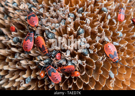 Fire bug (Pyrrhocoris apterus) young eating sunflower seeds, Lorraine, France Stock Photo