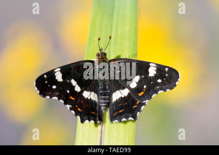 Map Butterfly (Araschnia levana), summer dark form, Bouxieres aux dames, Lorraine, France