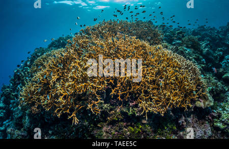 Fire coral Millepora colonial marine organism on sandy bottom of dark ...