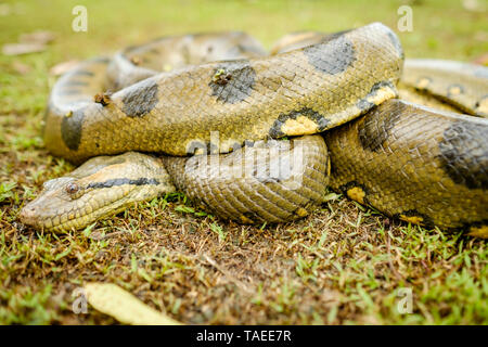 boa at the Amazon near Iquitos, Peru Stock Photo - Alamy