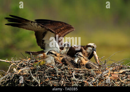 Osprey (Pandion haliaetus) couple on his nest with two chicks, an adult brings a fish Stock Photo