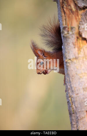 Red squirrel (Sciurus vulgaris) emerging from a tree trunk with a hazelnut between the teeth Stock Photo