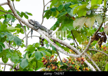 Green Iguana (Iguana iguana) resting on a branch, Peru Stock Photo