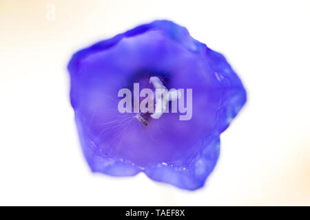 Close-up of the flower of a Harebell (Campanula rotundifolia), Greenland. Stock Photo