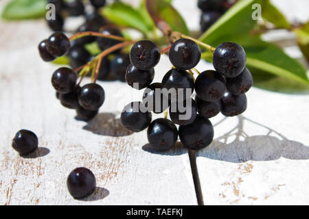 Aronia berrie on white wood, close up Stock Photo