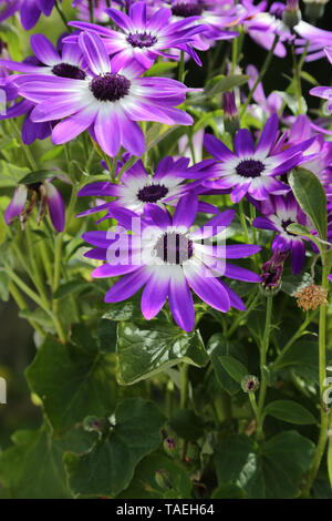 Violet Senetti pericallis bicolour flowers against green leaves Stock Photo