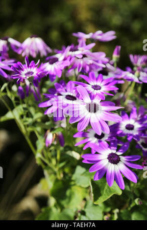 Senetti Violet Bicolor Flowers in bloom. Genus Pericallis Stock Photo