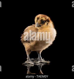 Silkie chick on black background Stock Photo