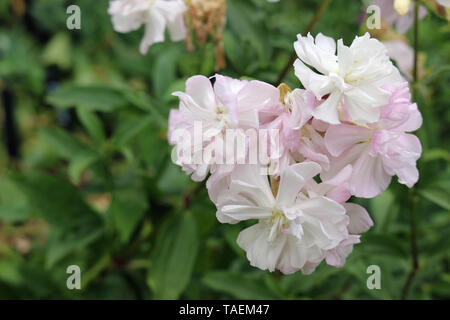 White and pink ornamental double soapwort, Saponaria officinalis, flowers and leaves blurred in the background with good copy space to the left. Stock Photo