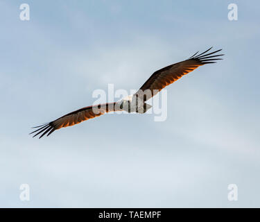 Horizontal view of a Brahminy kite in India. Stock Photo