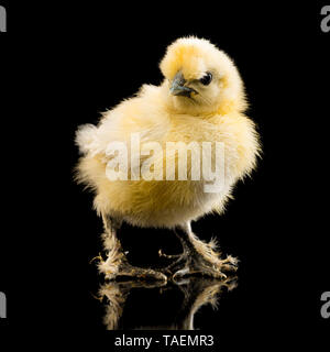 Silkie chick on black background Stock Photo