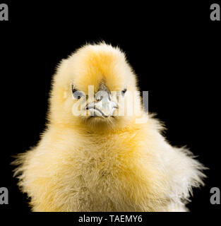 Silkie chick on black background Stock Photo