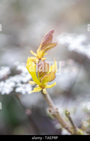 Catalpa bignonioides ‘Aurea’. New Golden Indian Bean Tree leaves in spring at RHS Wisley Gardens. Surrey, England Stock Photo