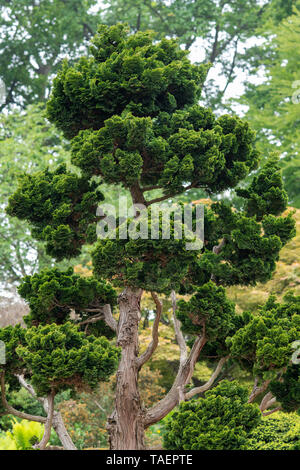 Chamaecyparis obtusa 'Nana Gracilis'. Hinoki cypress 'Nana Gracilis' at RHS Wisley Gardens in spring, Surrey, England Stock Photo