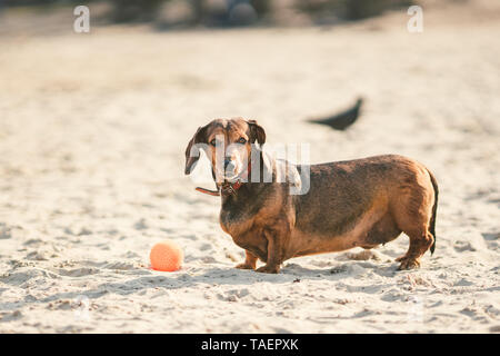 Sandys dachshunds store